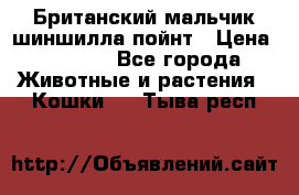 Британский мальчик шиншилла-пойнт › Цена ­ 5 000 - Все города Животные и растения » Кошки   . Тыва респ.